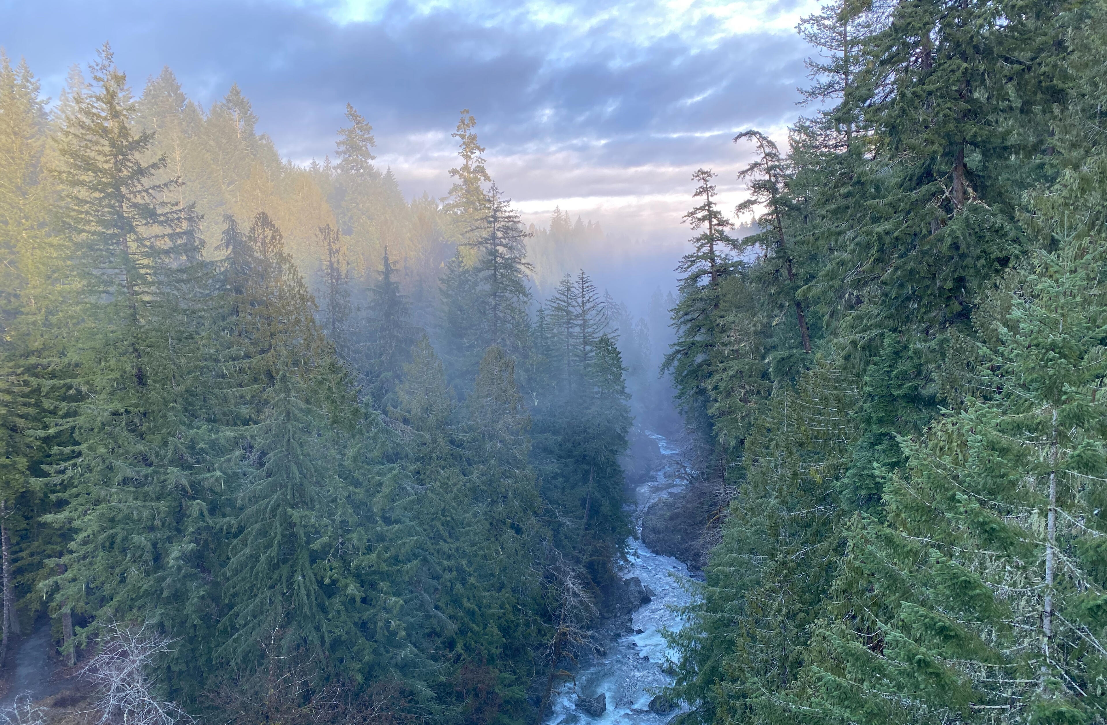 Forest river in British Columbia representing presence, nature, and grounded leadership.