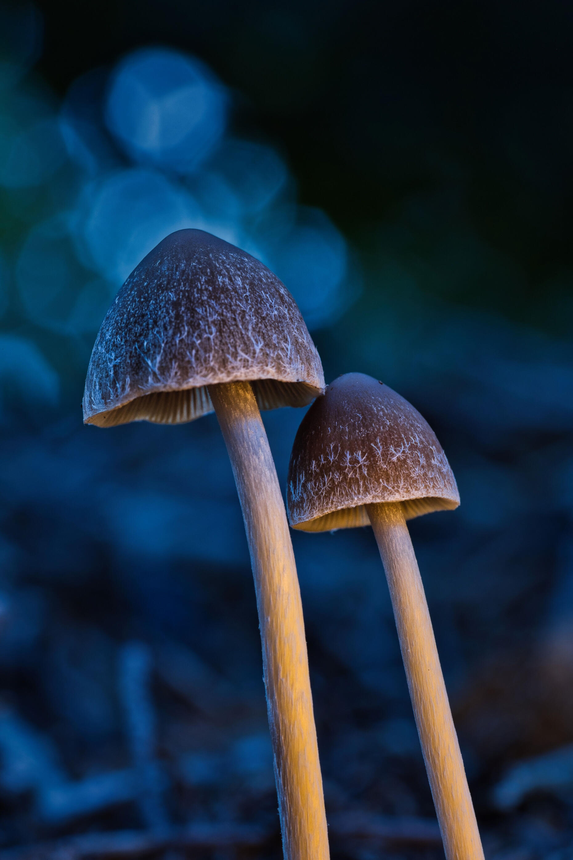 Psilocybin mushrooms representing psychedelic preparation and integration.